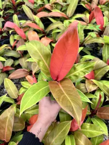 Philodendron Prince of Orange Pot 4” - Tropical Plant