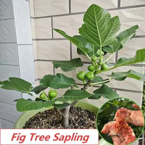 Fig tree seedlings, high-yielding fruit tree plants