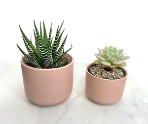 Mini Pink Ceramic Planter – Succulent Pot for Desk & Windowsill Decor