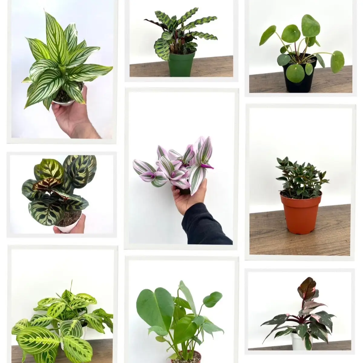 House Plant Bundle Box - 4 Plants