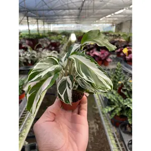 Calathea 'White Fusion'