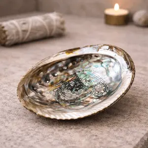 Abalone Shell