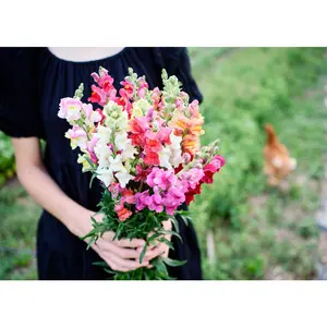 Maximum Blend - Snapdragon Seeds