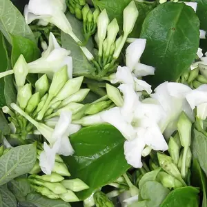 10 White Loroco Flowers Seeds Fernaldia Pandurata Perennial Vine Seeds