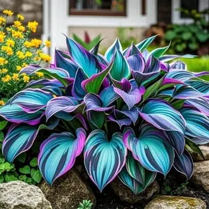 1000 pcs Hosta Seeds – Hardy Shade-Tolerant Perennials for Yards & Landscaping