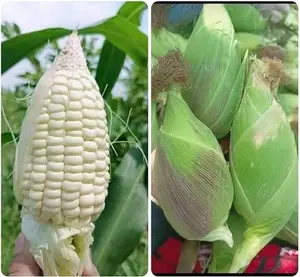 25+ BAP NEP NU SUA Round Shape Corn Seeds Waxy glutinous Corn Seeds Rare find Cutest Shape