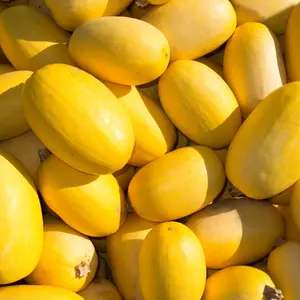 Spaghetti Squash Organic Seeds (Cucurbita pepo) – Yellow, oblong squash with stringy flesh that resembles pasta when cooked. Mild, nutty flavor.