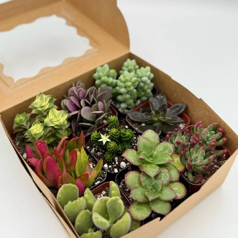 25 types of succulents with pictures - TikTok Shop