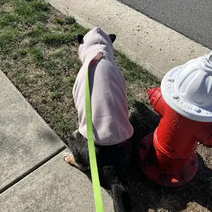 Comfrt | Signature Paw Hoodie  | For Stress & Anxiety