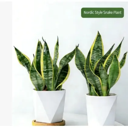 6-plant set of Snake Plant