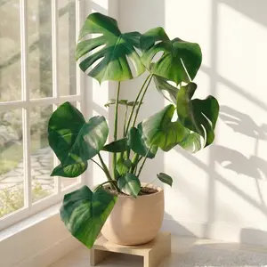Philodendron Monstera Split-Leaf