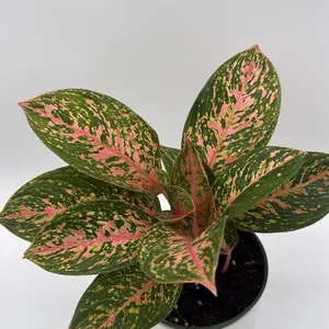 Aglaonema Chanel pink  6" Pot House Plant - Beginner Friendly Unique Pink Leaves for Easy Care Indoor Home Decoration - Houseplants