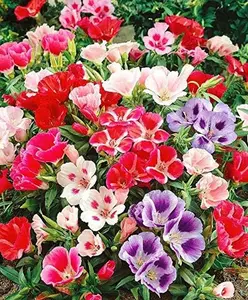Seeds Satin Flower (Godetia Clarkia) Large-Flowered Mix Annual Flowers Non GMO
