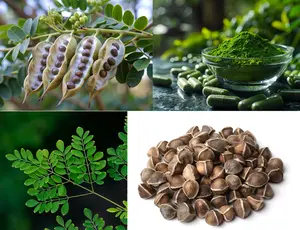 50 Moringa Tree Seeds for Planting - Oleifera Drumstick Seeds Non-GMO for Sprouting, Planting