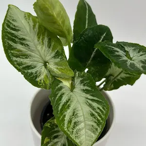 Variegated Syngonium Scrambled Egg  - Rare Collector's Plant with Eye-Catching Foliage for Home Decor - Decorative
