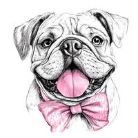 English Bulldog