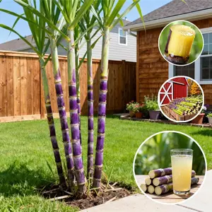 With a refreshing and sweet taste, sugarcane seeds are easy to germinate and grow, making them an ideal choice for home fruit tree planting.