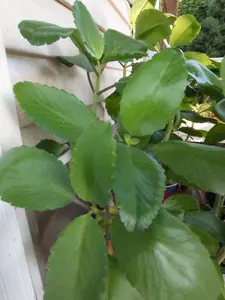 Jamaican Leaf of Life - 5 Count