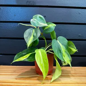 Philodendron Plant Pot 4 Inch Brasil