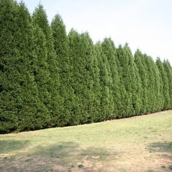 Murray Cypress Live Plants Evergreen Privacy Landscaping