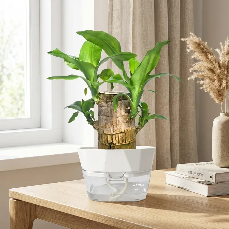 money tree plant poisonous to cats - TikTok Shop