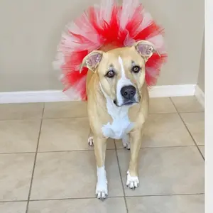TuTu for Dogs! - Perfect for Your Canine Companion! Comes in all sizes!