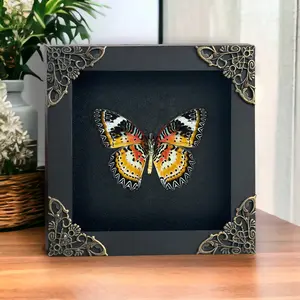 Framed Orange Butterfly Preserved Insect Unique Gifts Entomology Oddities Collection Vibrant Wall Art Home Decor Room