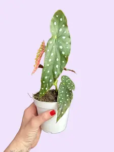 4" Begonia Maculata - Polka Dot Begonia - Angel Wing Begonia Houseplant
