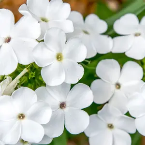 White Phlox Flower Seeds - Grow Beautiful Flowers Indoors, Outdoors, In Pots, Grow Beds, Soil, Hydroponics & Aquaponics