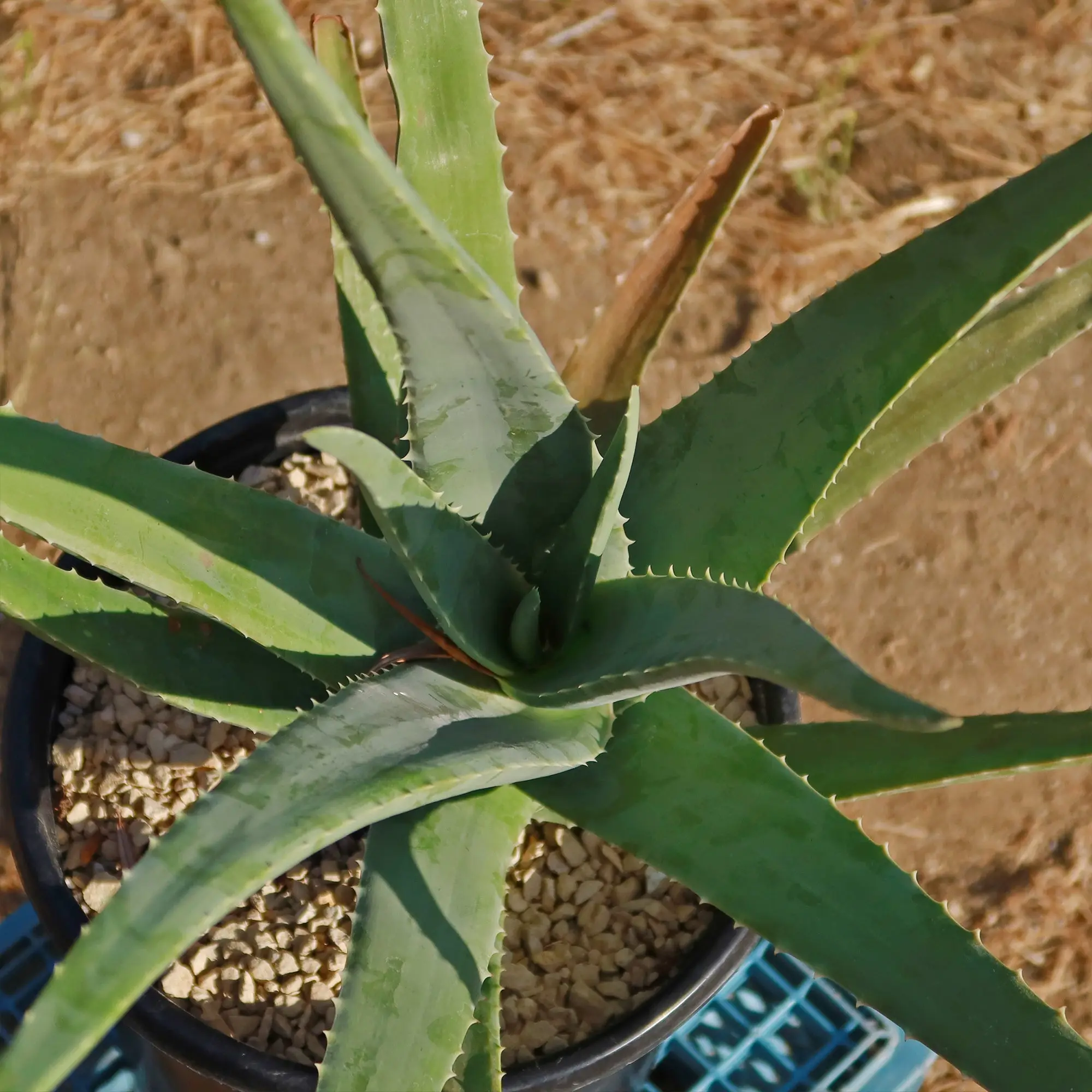 Aloe Vera - Aloe barbadensis 'miller' - TikTok Shop