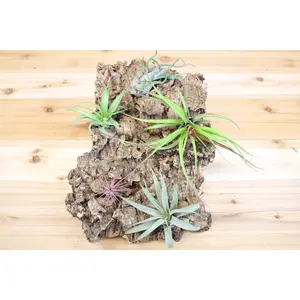 Large Virgin Cork Bark with 5 Tillandsia Air Plants / 10 x 16 Inches