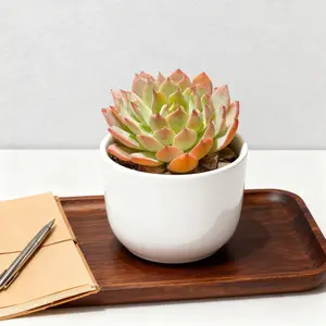 2Inch Echeveria Red Dragon - Dragon Scale Inspired Succulent with Deep Red Wavy Leaves Live Plant Gift