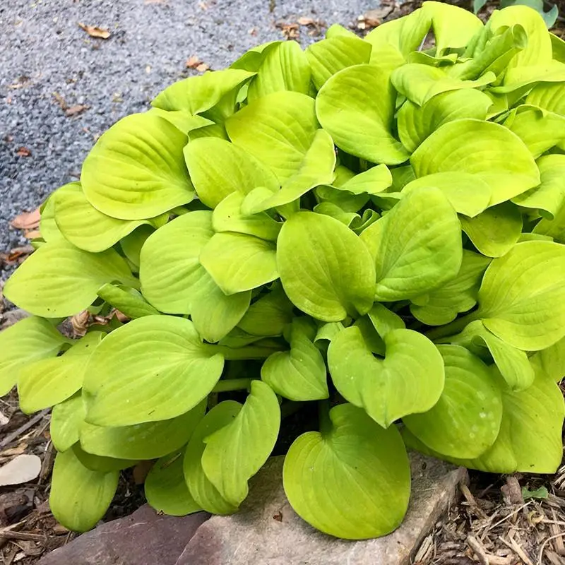 Sun Mouse Hosta