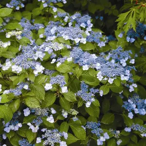 Blue Billow Hydrangea