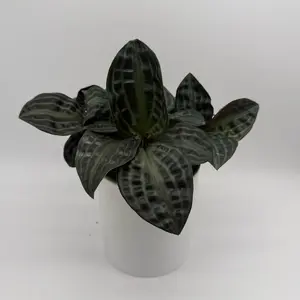 Geogenanthus Poeppigii 6” Pot – Rare Dark Foliage Indoor Plant | Low Maintenance Tropical Houseplant for Home Décor & Office Aesthetic