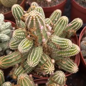 Echinopsis Rose Quartz 6 inch pot