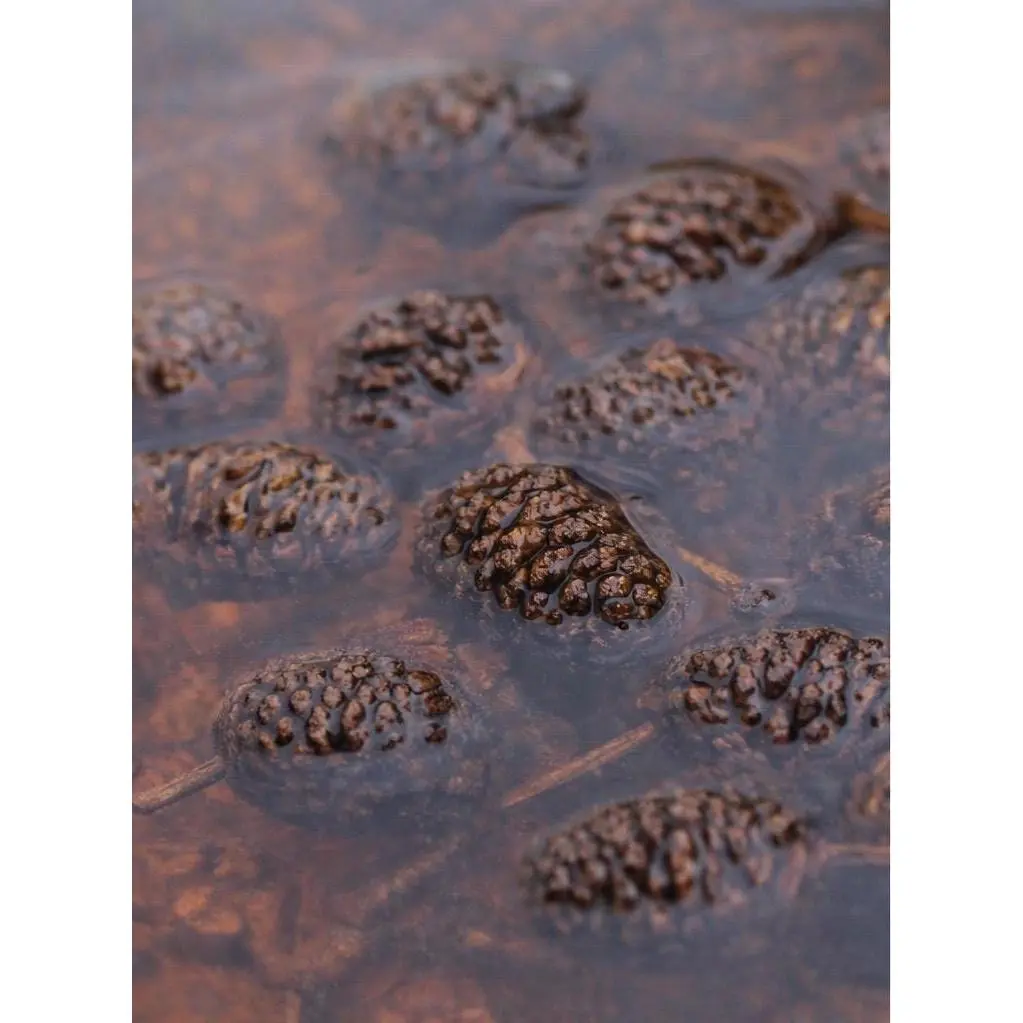 Alder Cones for Bioactive Terrariums & Vivariums | Natural Botanical