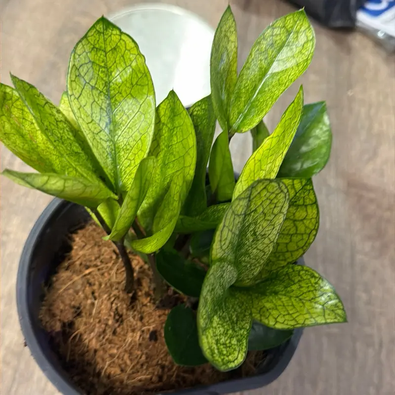 Chameleon ZZ Plant