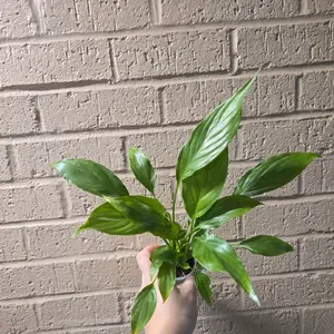 peace lily variegated