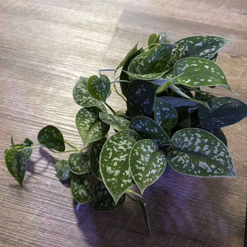 Satin pothos