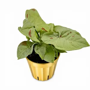 Syngonium Milk Confetti, 4 inch Pot