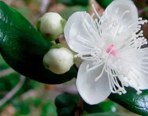Luma apiculata | Arrayan | Chilean Myrtle | Shortleaf Stopper | 5_Seeds