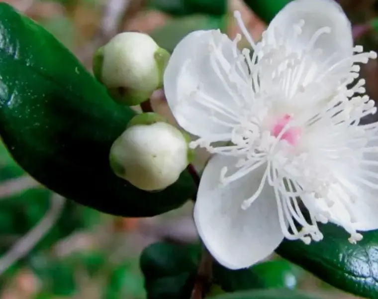 Luma apiculata | Arrayan | Chilean Myrtle | Shortleaf Stopper | 5_Seeds