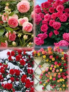 200pcs Mixed Color Climbing Rose Seeds Heirloom Perennial Flowering Vine for Trellises Fences & Arbors High Germination