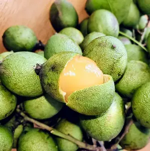 Spanish lime Tree Plant Live for Planting, Lemon Sweet Spanish Lime Plant Half Gallon Pot