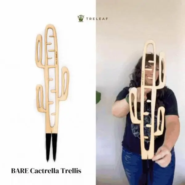 BARE Cactrella Trellis - Customizable Wooden Plant Support Inspired by Barrel Cactus for Indoor Use - Cactus shaped trellis