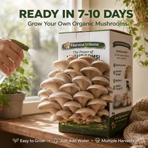【SummerWins】Organic Oyster Mushroom Grow Kit 3.5 lb | Grow Fresh Oyster Mushrooms at Home | Ready in 7-10 Days | No Soil No Sun | High Yield Indoor Kit | Beginner Friendly | USDA Organic | Non-GMO | Made in USA | Gift for Adults & Kids
