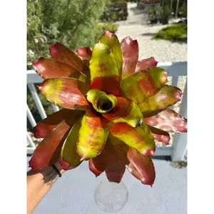 Live bromeliasd- Neoregelia "Hawaii"