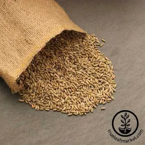 Winter Rye (Organic) - Bulk Grains & Foods