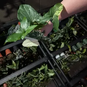 Syngonium albo 4” plant